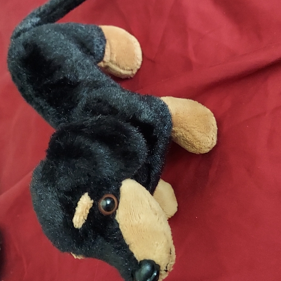 Puppy Black & Tan - Picture 3 of 8